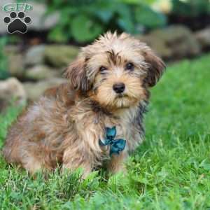 Alex, Morkie / Yorktese Puppy
